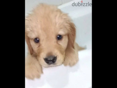 golden retriever pure 50 days Male and Female puppies - 2