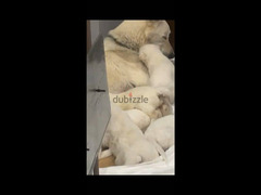 white german shepherds puppies - 7