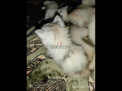 قطط شيرازي صغيرة للبيع - 10