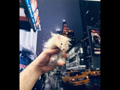 هامستر سوري hamster للبيع بسعر تحفه - 2