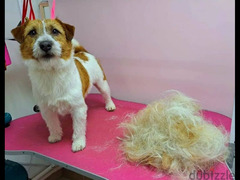 Jack Russell Terrier Male smooth haired from Russia - 2