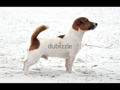 Jack Russell Terrier Male smooth haired from Russia - 5
