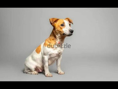 Jack Russell Terrier Male smooth haired from Russia - 8