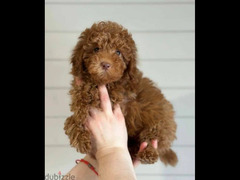 Miniature Poodle Female From Russia full documents