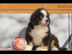 Bernese mountain dog puppy boy - 1