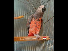 African gray parrot red mutation