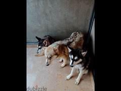 3 كلاب هاسكي للبيع عمر 9 شهور