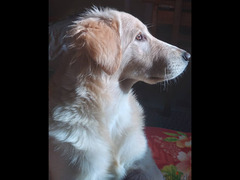 كلبة جولدن بيور عمر 7 شهور للبيع
