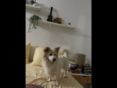 كلب جريفون الماني للتبني مطعم  مدرب علي التيلت للتواصل01118462095 - 3