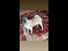 6 months old pure pug vaccinated