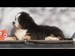 Bernese mountain dog puppy boy - 5