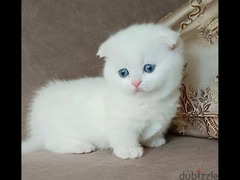 Munchkin kitten Male From Russia - 1