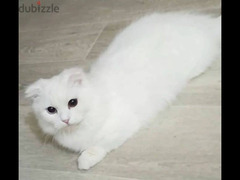 Munchkin kitten Male From Russia - 3