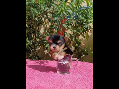 Yorkshire puppy teacup vaccinated يورك شير - 2