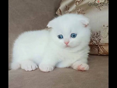 Munchkin kitten Male From Russia - 4