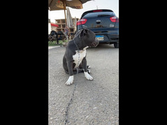 Male American Staffordshire Terrier