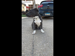 Male American Staffordshire Terrier - 2