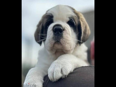saint Bernard Male From Russia with all documents - 1