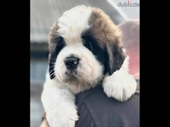 saint Bernard Male From Russia with all documents - 2