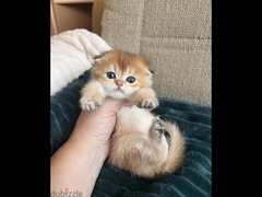Scottish fold from Russia with all documents
