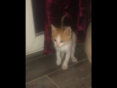 Kitten for adoption قطة للتبني - 2