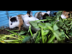 غينيا بيج guinea pig