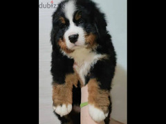 Bernese mountain dog from Russia
