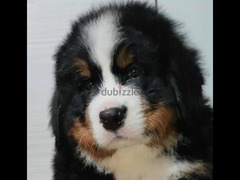 Bernese mountain dog from Russia - 2