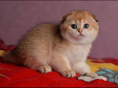 Luxurious Purebred Scottish fold kitten female