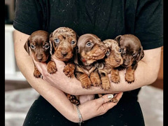 Rabbit Dachshund Puppies Of chocolate parents with excellent psyche