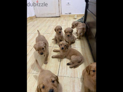 جراوي جولدن ريتريفر بيور Golden Retriever puppy for sale - 1