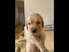 Golden Retriever puppy for sale جراوي جولدن ريتريفر - 2