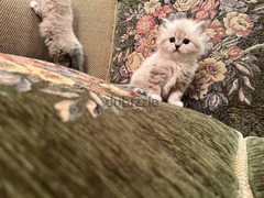 احلي قطط شيرازي وهيمالايا شوكليت في مصر بيور اب بولندي - 1