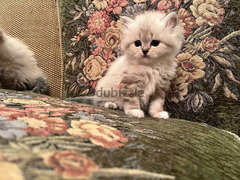 احلي قطط شيرازي وهيمالايا شوكليت في مصر بيور اب بولندي - 2