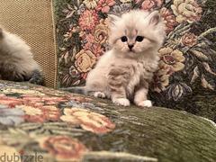 قطط شيرازي وهيمالايا بيور اب مستورد بولندي لهواء السلالات المميزة - 2