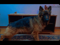 كلب جيرمن شيبرد لونج هير معاه ورق ال fci - 2