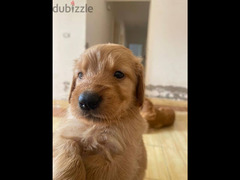 جراوي جولدن ريتريفر بيور Golden Retriever puppy for sale - 3
