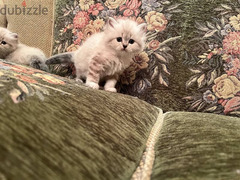 قطط شيرازي وهيمالايا بيور اب مستورد بولندي لهواء السلالات المميزة - 3