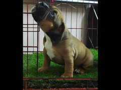 female American bully