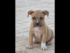 pitbull puppies for sale (males & females) - 1