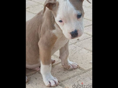 pitbull puppies for sale (males & females) - 2