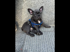 french bulldog فرينش بولدوج بول دوج - 2