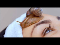 african snail wild color for sale