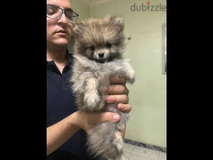 Pomeranian puppies بومارنين