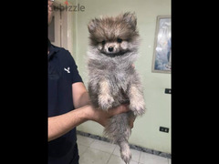 Pomeranian puppies بومارنين - 3