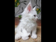 Maine Coon Kittens From Russia - 2