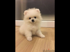 بومرينيان مواصفات عالميه بومرنيان Pomeranian premium quality