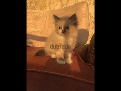 Ragdoll kittens 2 months old price per kitten! راجدول