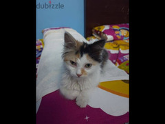 قطه شيرازي كاليكو ٣شهور للبيع