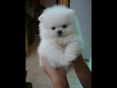 بومرينيان اعلى مواصفات بومرنيان  Pomeranian premium quality FCI blood